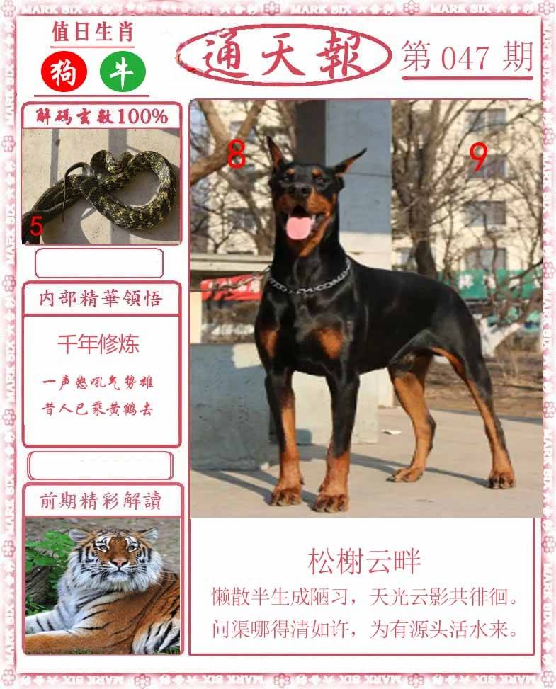 正版通天报